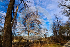 A gorgeous view of the blue sky, clouds and bare winter tree branches at Tanyard Creek Park