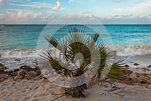 Gorgeous view of cute young palm tree on turquoise water of Atlantic ocean and blue sky with snow white clouds background.