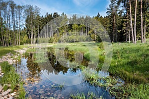 Gorgeous view of forest still life with pond
