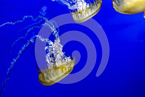 Gorgeous view of a group of pacific sea nettles swimming around inside a bright blue aquarium