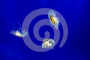 Gorgeous view of a group of pacific sea nettles swimming around inside a bright blue aquarium