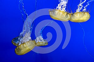 Gorgeous view of a group of pacific sea nettles swimming around inside a bright blue aquarium