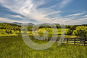 Four Bare Trees in the Mountains