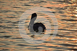Gorgeous View of a Pelican Silhouetted on Water at Dawn