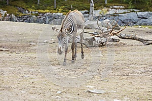 Gorgeous view of zebra in outdoor wildlife nature park.