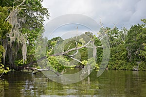 Gorgeous Views of the Bayou in New Orleans