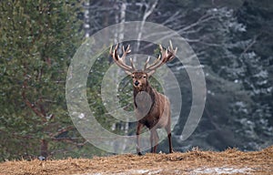 Gorgeous Viripotent Deer  Cervus Elaphus  Leaves The Pine Forest, Proudly Raising His Head. Artistic Winter Wildlife Landscape W