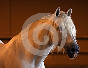 Gorgeous white andalusian spanish stallion, amazing arabian horse.