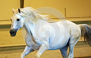 Gorgeous white andalusian spanish stallion, amazing arabian horse.