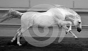 Gorgeous white andalusian spanish stallion, amazing arabian horse.