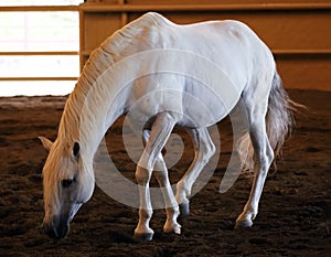 Gorgeous white andalusian spanish stallion, amazing arabian horse.