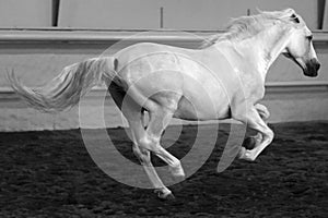 Gorgeous white andalusian spanish stallion, amazing arabian horse.