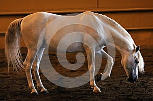 Gorgeous white andalusian spanish stallion, amazing arabian horse.