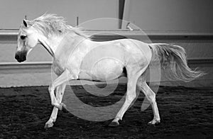Gorgeous white andalusian spanish stallion, amazing arabian horse.