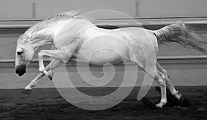 Gorgeous white andalusian spanish stallion, amazing arabian horse.