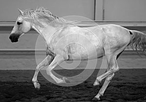 Gorgeous white andalusian spanish stallion, amazing arabian horse.