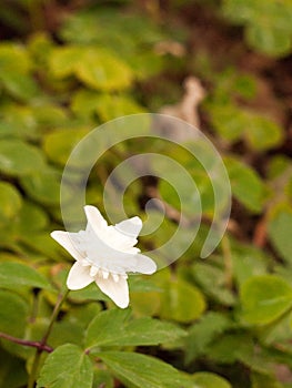 A Gorgeous White Anemone nemorosa `Alba Plena`Windflow photo
