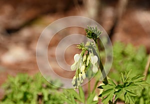 Gorgeous White Bleeding Heart Flowers Budding and Blooming