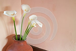 White Calla Lily Flowers in an Old Clayware Vase photo