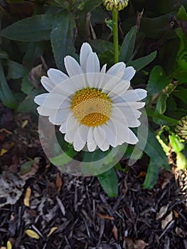 Hermoso blanco margarita 