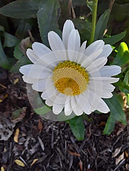 Hermoso blanco margarita 