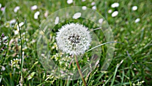 The gorgeous white dandelion.