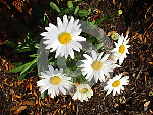 Gorgeous White Dasies blooming in the sunshine