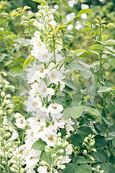 Gorgeous white double flowers of delphinium blossoming in organic garden in summer. Botany concept. Vertical.