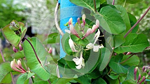 Gorgeous white honeysuckle flowers on a background of beautiful green leaves.