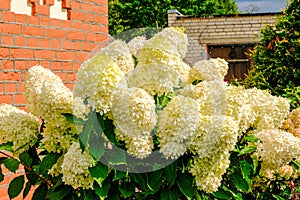 Gorgeous white hydrangea paniculata inflorescences in a summer garden, illuminated by the sun. Hydrangea sundae fraise