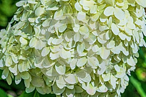 Gorgeous white hydrangea paniculata inflorescences in a summer garden, illuminated by the sun. Hydrangea sundae fraise