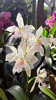 Gorgeous white orchids in full bloom, with intricate petals, displaying their exotic beauty and grace