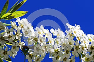 Gorgeous white petals on branch of spiraea flowers, during spring or summer season. Saturated blue sky and beautiful horizontal photo