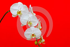Gorgeous white phalaenopsis orchids and bud against bright red background
