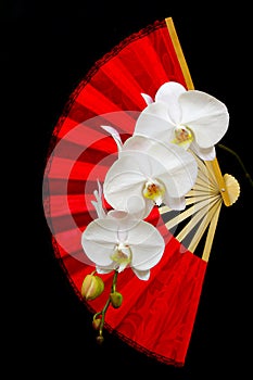 Gorgeous white phalaenopsis orchids and traditional chinese redfolding fan  