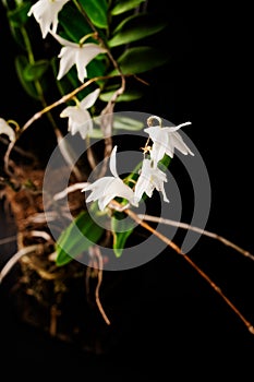 Gorgeous white Pigeon Orchid (Dendrobium crumenatum) with yellow core
