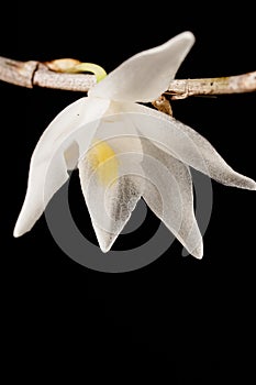 Gorgeous white Pigeon Orchid (Dendrobium crumenatum) with yellow core