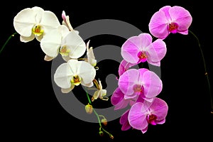 Gorgeous white and pink phalaenopsis orchids on blasck backdrop