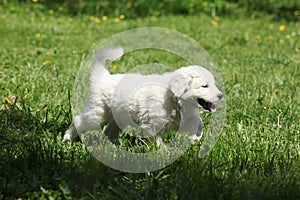 Gorgeous white puppy of Slovakian chuvach running