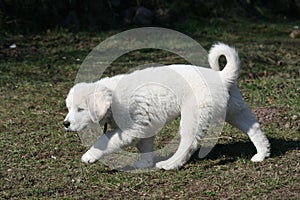 Gorgeous white puppy of Slovakian chuvach running