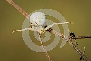 Gorgeous white and red stripped spider Misumena vatia in forest green clearing on a summer morning