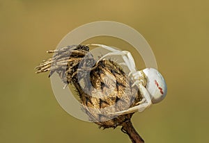 Gorgeous white and red stripped spider Misumena vatia in forest green clearing on a summer morning