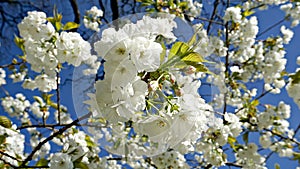 Gorgeous White Sakura Blossom in Vancouver, Canada