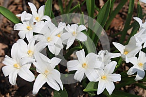 Gorgeous white sparkling flowers early spring afternoon