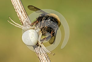 Gorgeous white spider Misumena vatia during a meal in forest green clearing on a summer morning