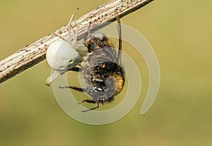 Gorgeous white spider Misumena vatia during a meal in forest green clearing on a summer morning