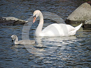 Gorgeous white swan with cute swan chick, Sveaborg, Finland