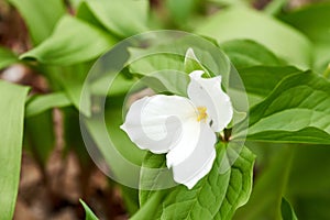 Gorgeous White Woodland Trillium with Green Leaves