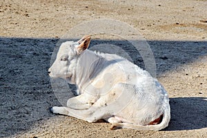 Gorgeous White Zebu Cow Baby Stock Photo