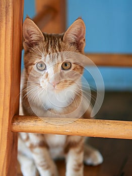 Gorgeous ginger red tabby kitten sitting under a wooden stool posing for the camera